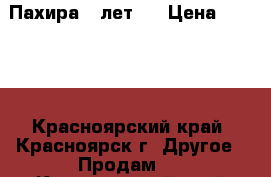 Пахира 8 лет ! › Цена ­ 1 500 - Красноярский край, Красноярск г. Другое » Продам   . Красноярский край,Красноярск г.